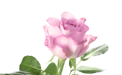 Photo of Beautiful fresh rose flower on white background