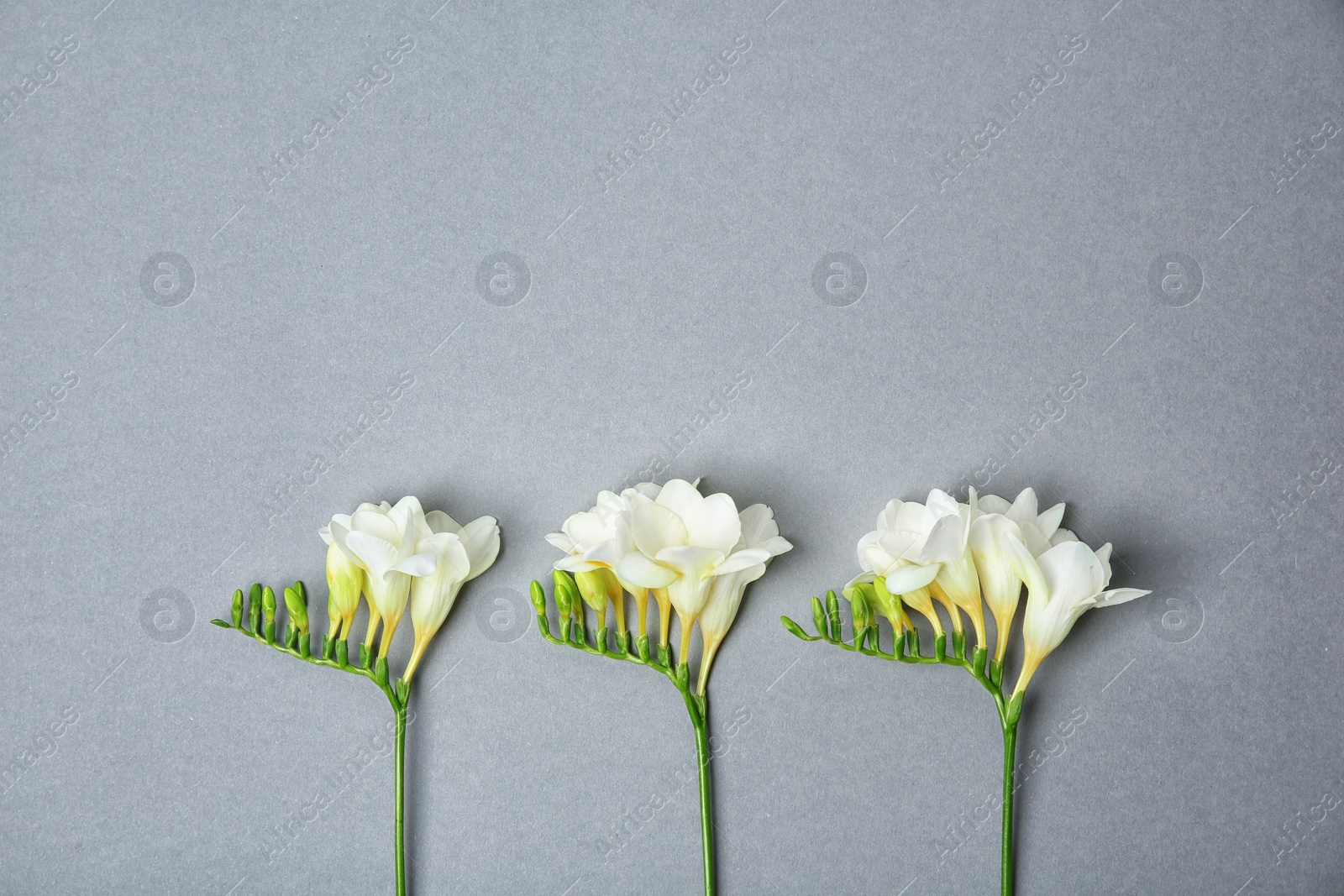Beautiful freesia flowers on grey background Photo of Beautiful freesia flowers on grey background