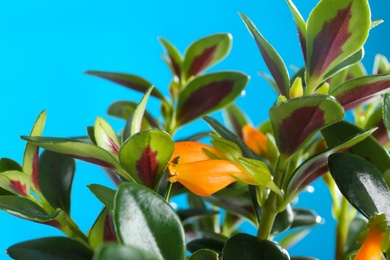 Goldfish plant on blue background, closeup. Home decor Photo of Goldfish plant on blue background, closeup. Home decor