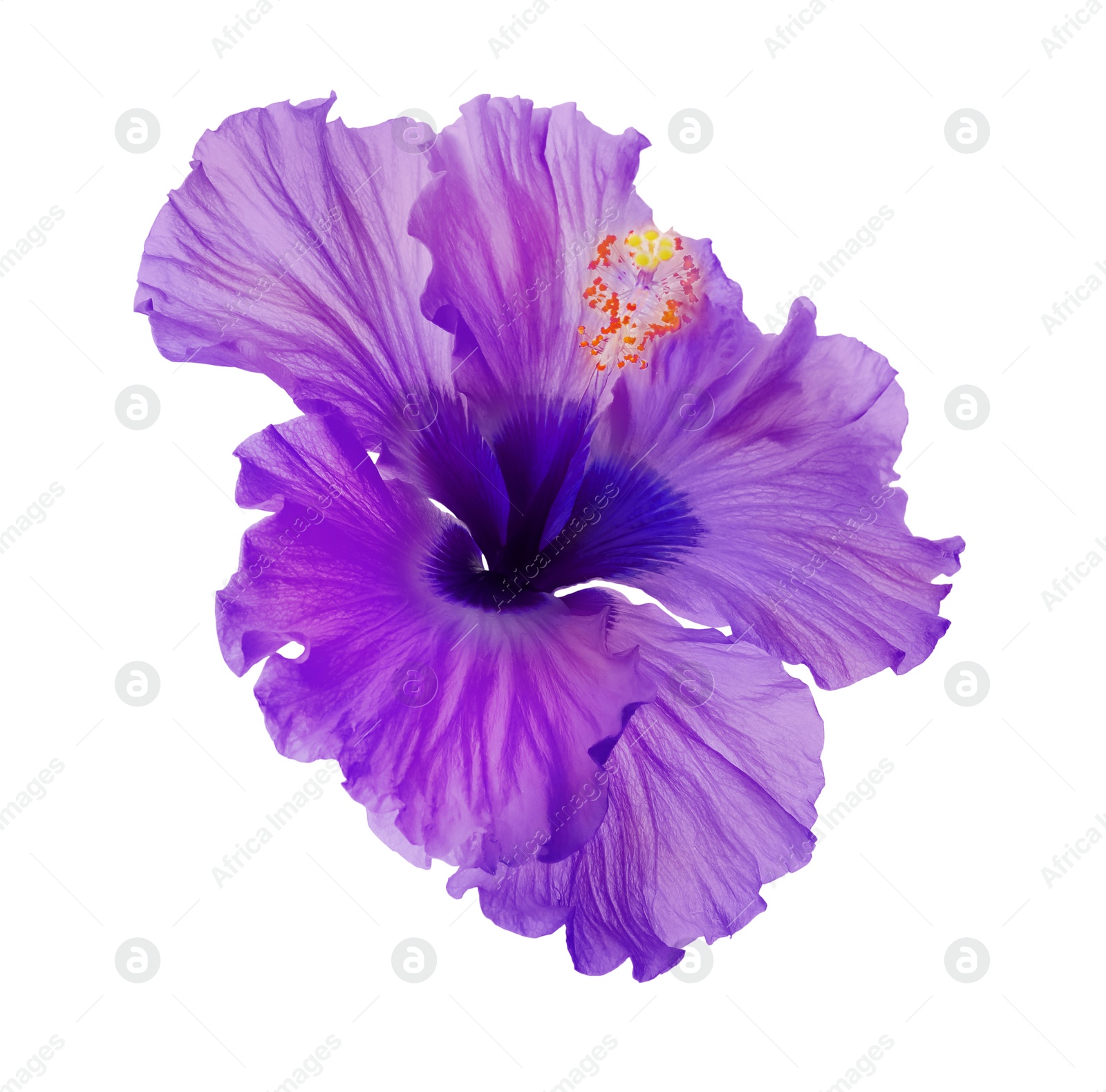 Beautiful tropical hibiscus flower isolated on white Image of Beautiful tropical hibiscus flower isolated on white