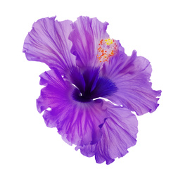 Beautiful tropical hibiscus flower isolated on white Image of Beautiful tropical hibiscus flower isolated on white