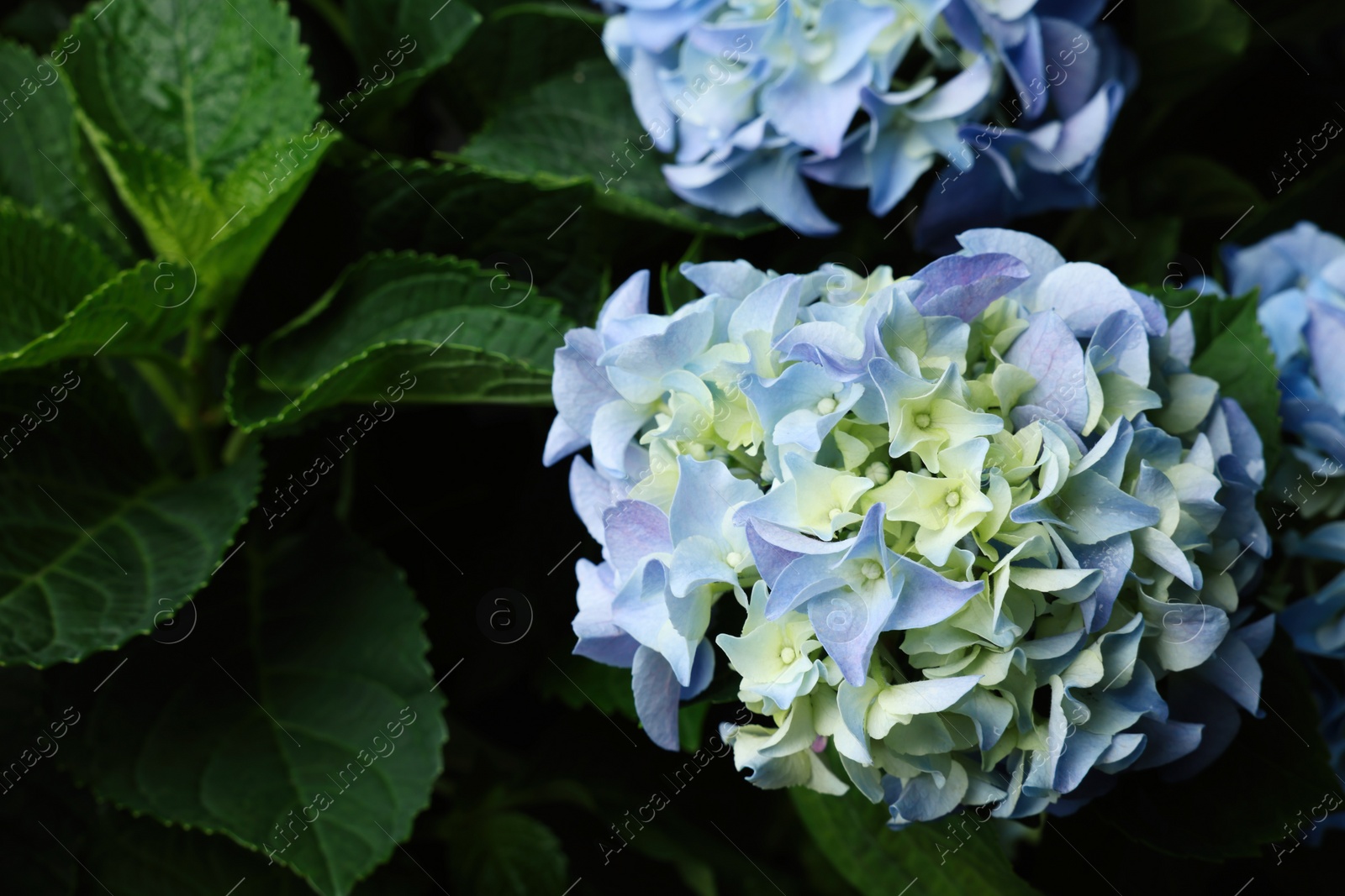 Beautiful hortensia plant with light blue flowers, closeup Photo of Beautiful hortensia plant with light blue flowers, closeup