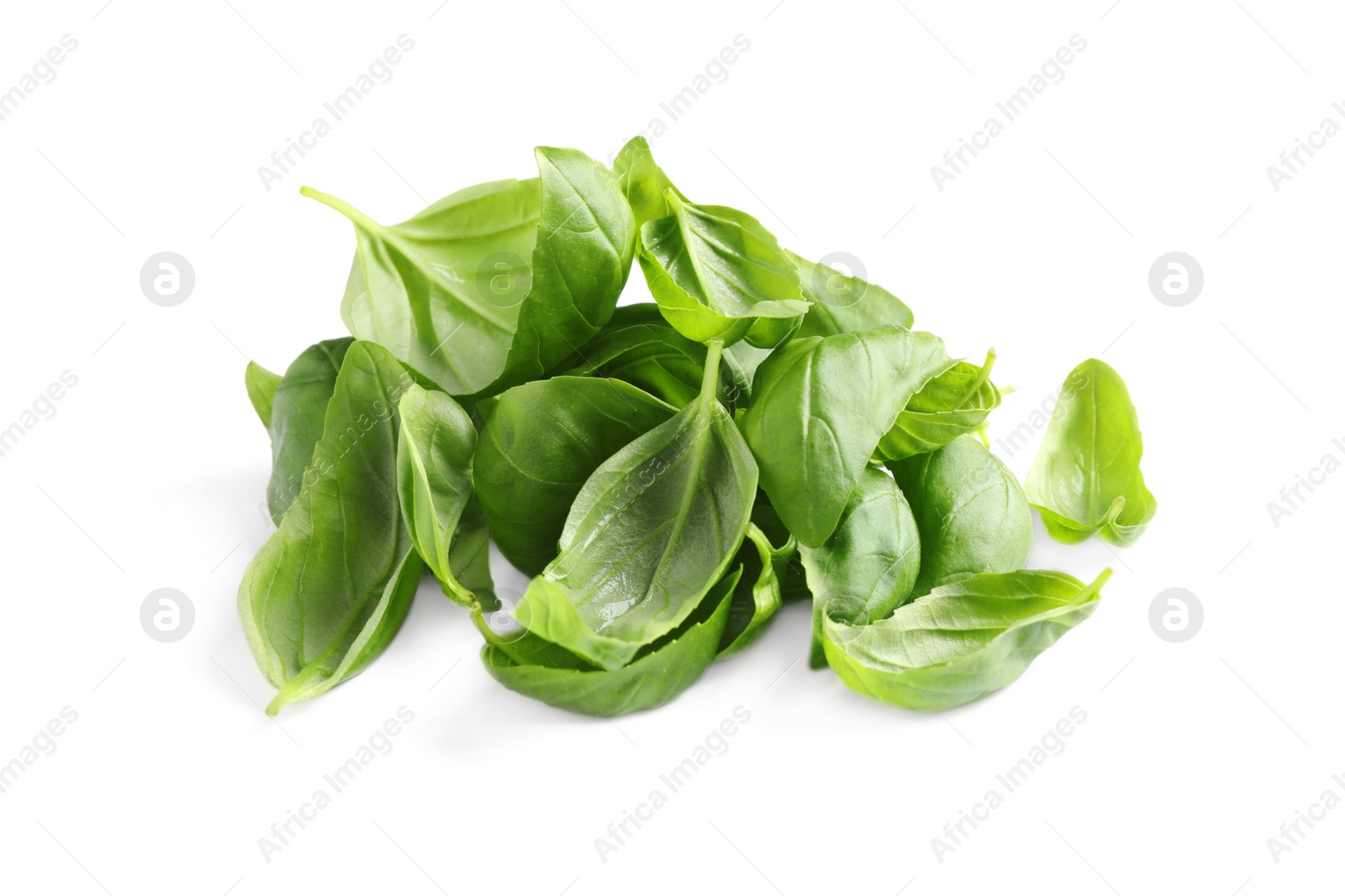 Pile of fresh basil leaves isolated on white Photo of Pile of fresh basil leaves isolated on white