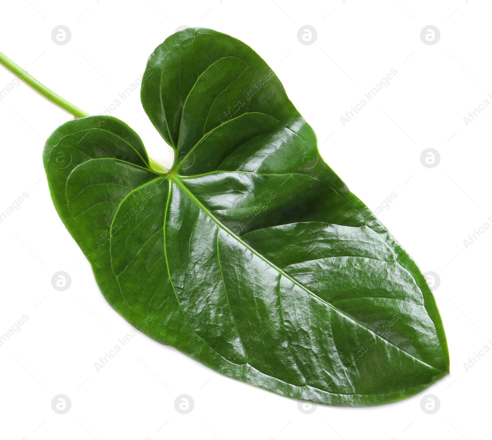 Tropical Anthurium leaf on white background Photo of Tropical Anthurium leaf on white background
