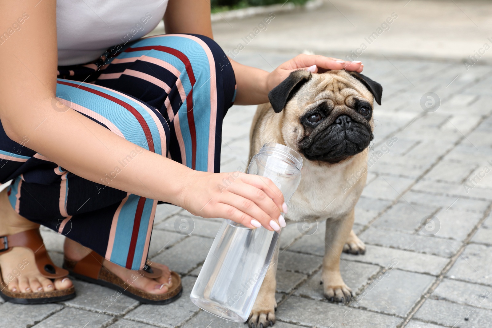 Owner helping her pug dog on street in hot day, closeup. Heat stroke prevention Photo of Owner helping her pug dog on street in hot day, closeup. Heat stroke prevention