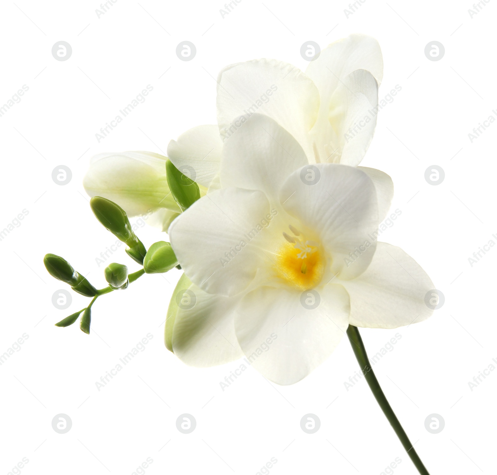 Beautiful freesia flower on white background Photo of Beautiful freesia flower on white background