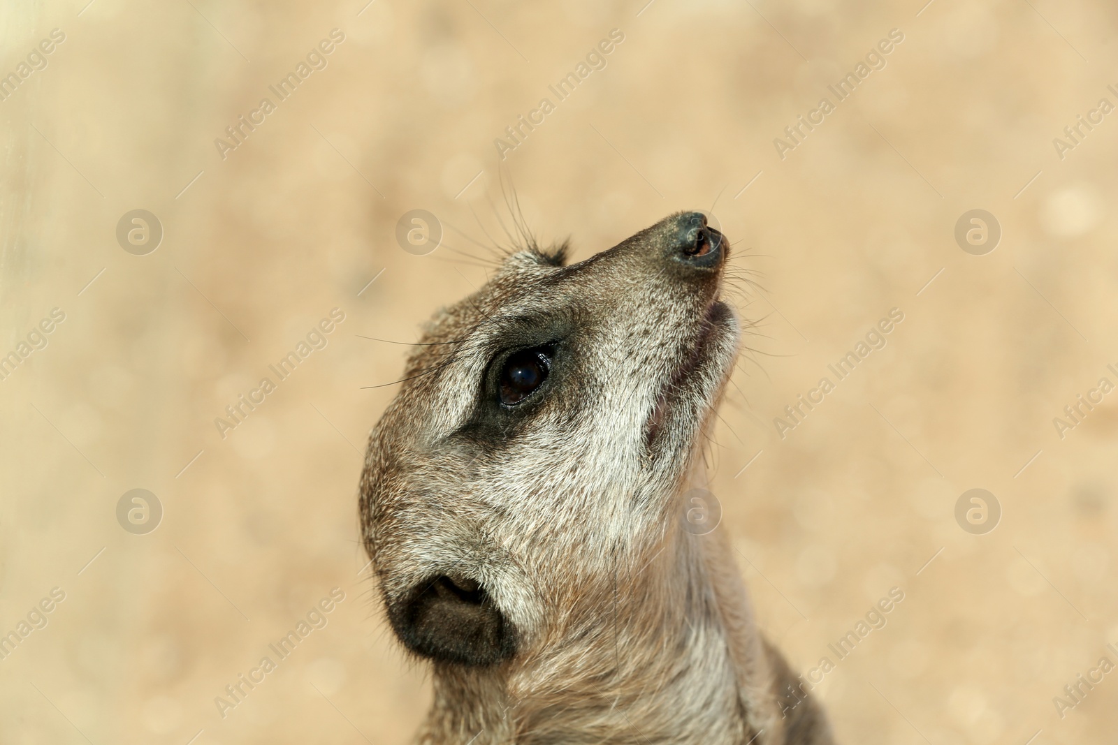 Closeup view of cute meerkat at zoo Photo of Closeup view of cute meerkat at zoo