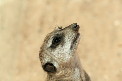 Closeup view of cute meerkat at zoo Photo of Closeup view of cute meerkat at zoo
