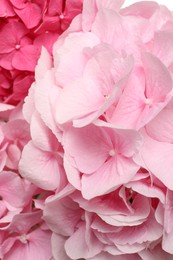 Beautiful pink hortensia flowers as background, closeup Photo of Beautiful pink hortensia flowers as background, closeup