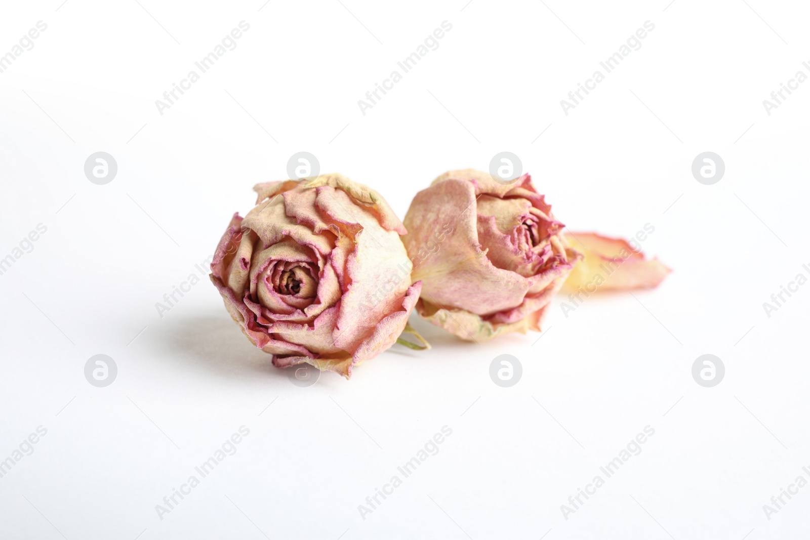Beautiful dry rose flowers on white background Photo of Beautiful dry rose flowers on white background