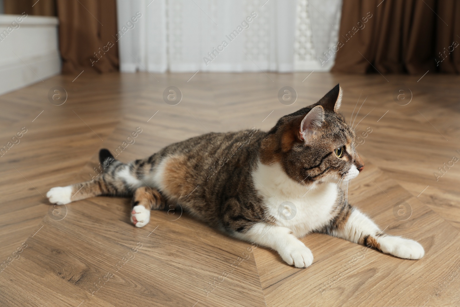 Photo of Cute cat resting on warm floor at home. Heating system