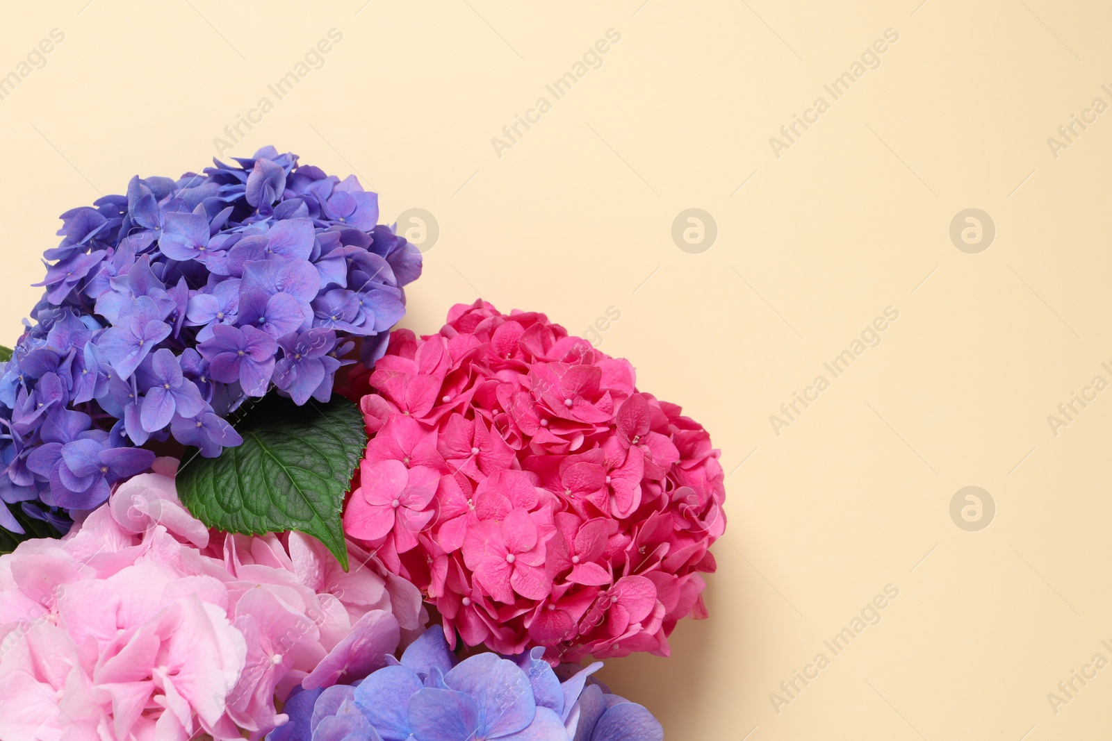 Beautiful hortensia flowers on beige background, flat lay. Space for text Photo of Beautiful hortensia flowers on beige background, flat lay. Space for text