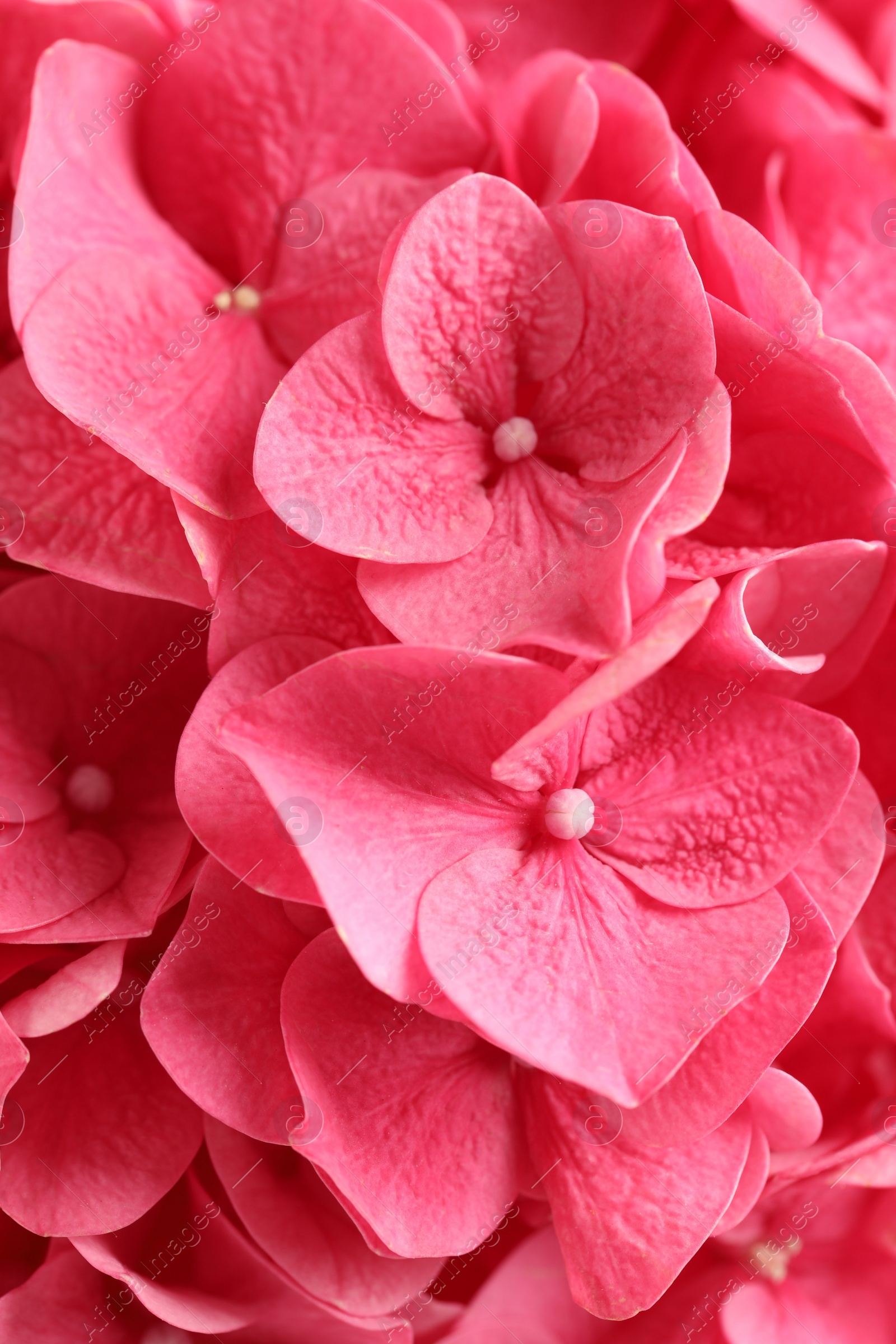 Photo of Beautiful pink hortensia flowers as background, closeup