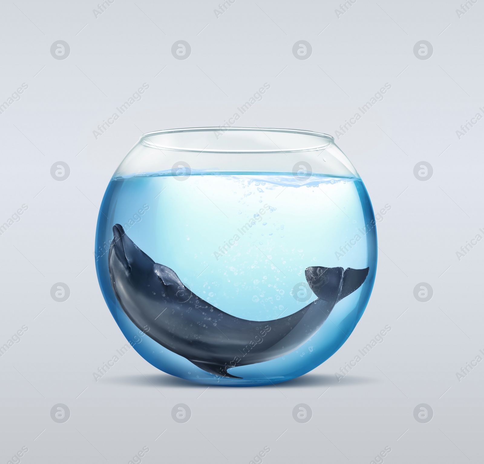 Dolphin in glass aquarium on light background. Anti-Captivity Campaign Image of Dolphin in glass aquarium on light background. Anti-Captivity Campaign
