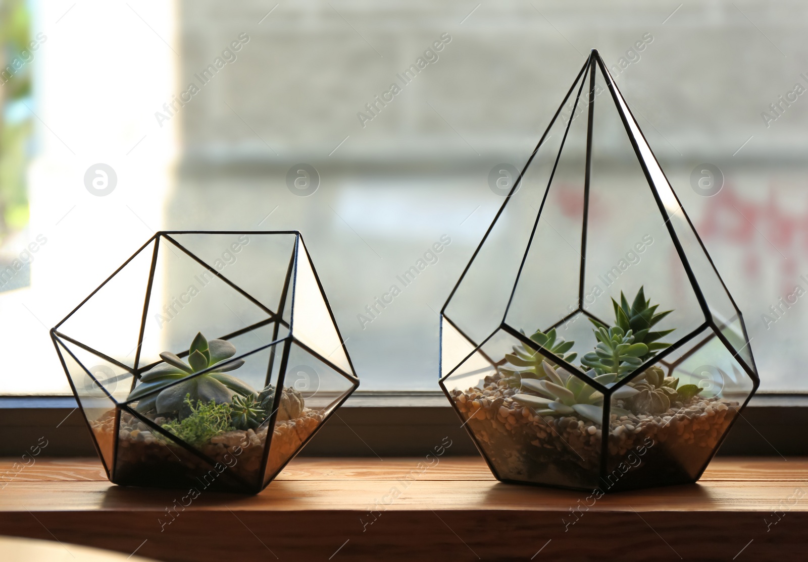 Florariums with succulents on wooden windowsill Photo of Florariums with succulents on wooden windowsill