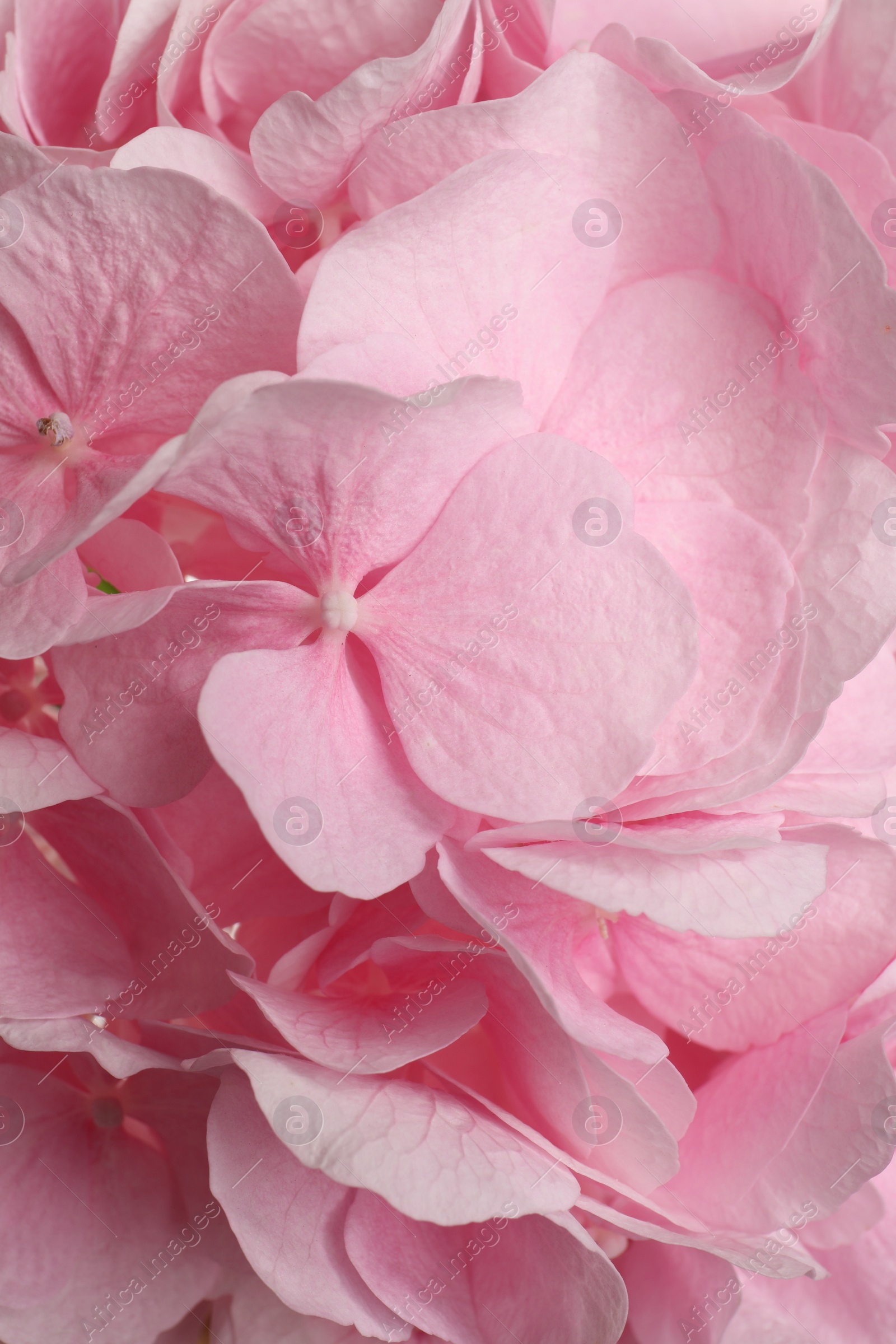 Beautiful pink hortensia flowers as background, closeup Photo of Beautiful pink hortensia flowers as background, closeup