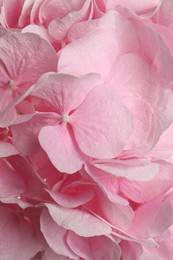 Beautiful pink hortensia flowers as background, closeup Photo of Beautiful pink hortensia flowers as background, closeup