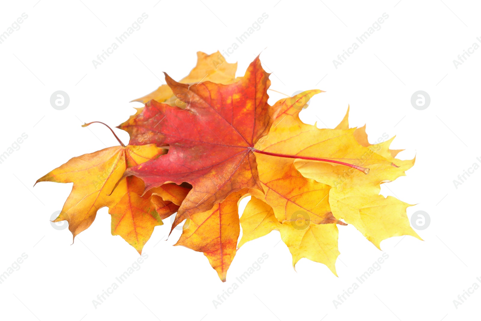 Beautiful leaves isolated on white. Autumn season Photo of Beautiful leaves isolated on white. Autumn season