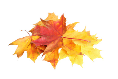 Beautiful leaves isolated on white. Autumn season Photo of Beautiful leaves isolated on white. Autumn season