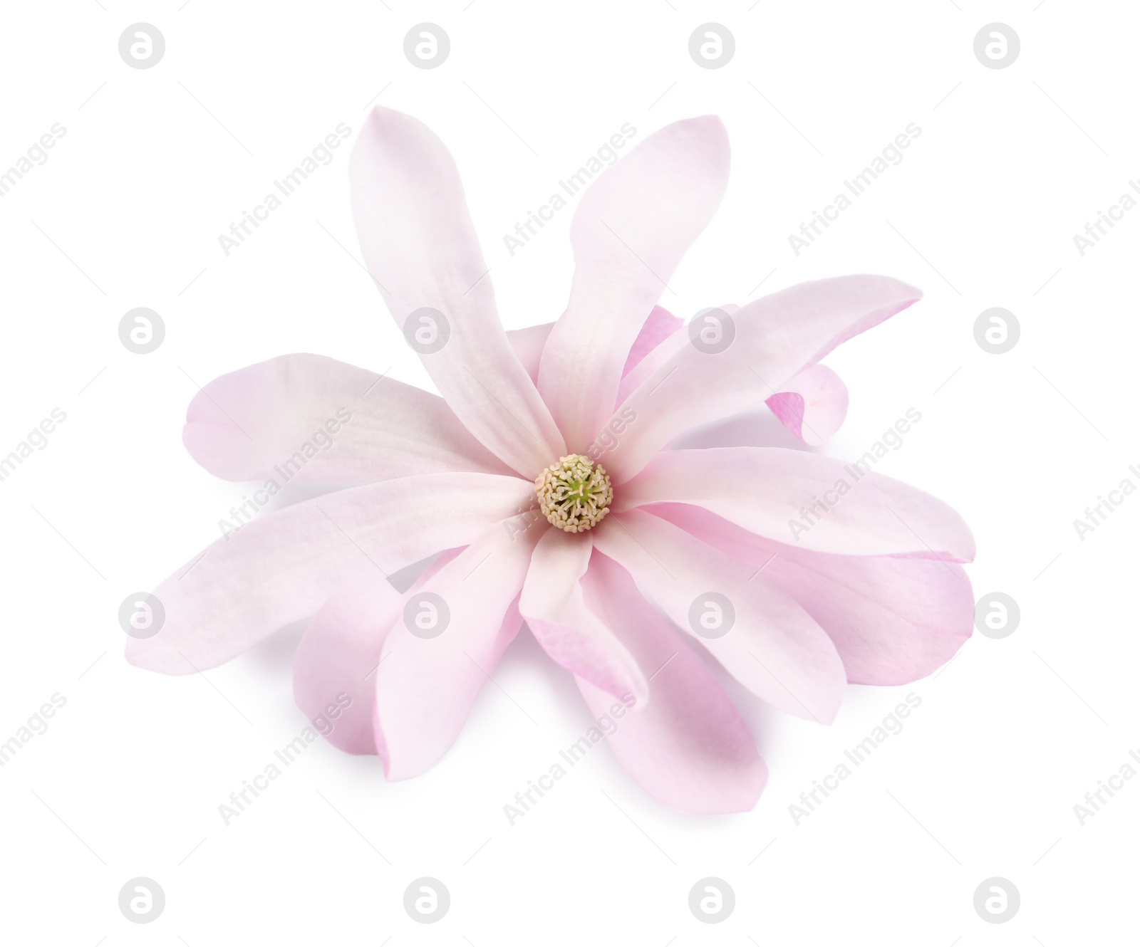 Beautiful pink magnolia flower isolated on white Photo of Beautiful pink magnolia flower isolated on white