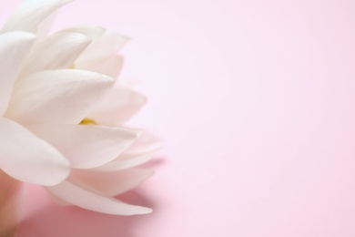 Beautiful white lotus flower on light pink background, closeup. Space for text Photo of Beautiful white lotus flower on light pink background, closeup. Space for text