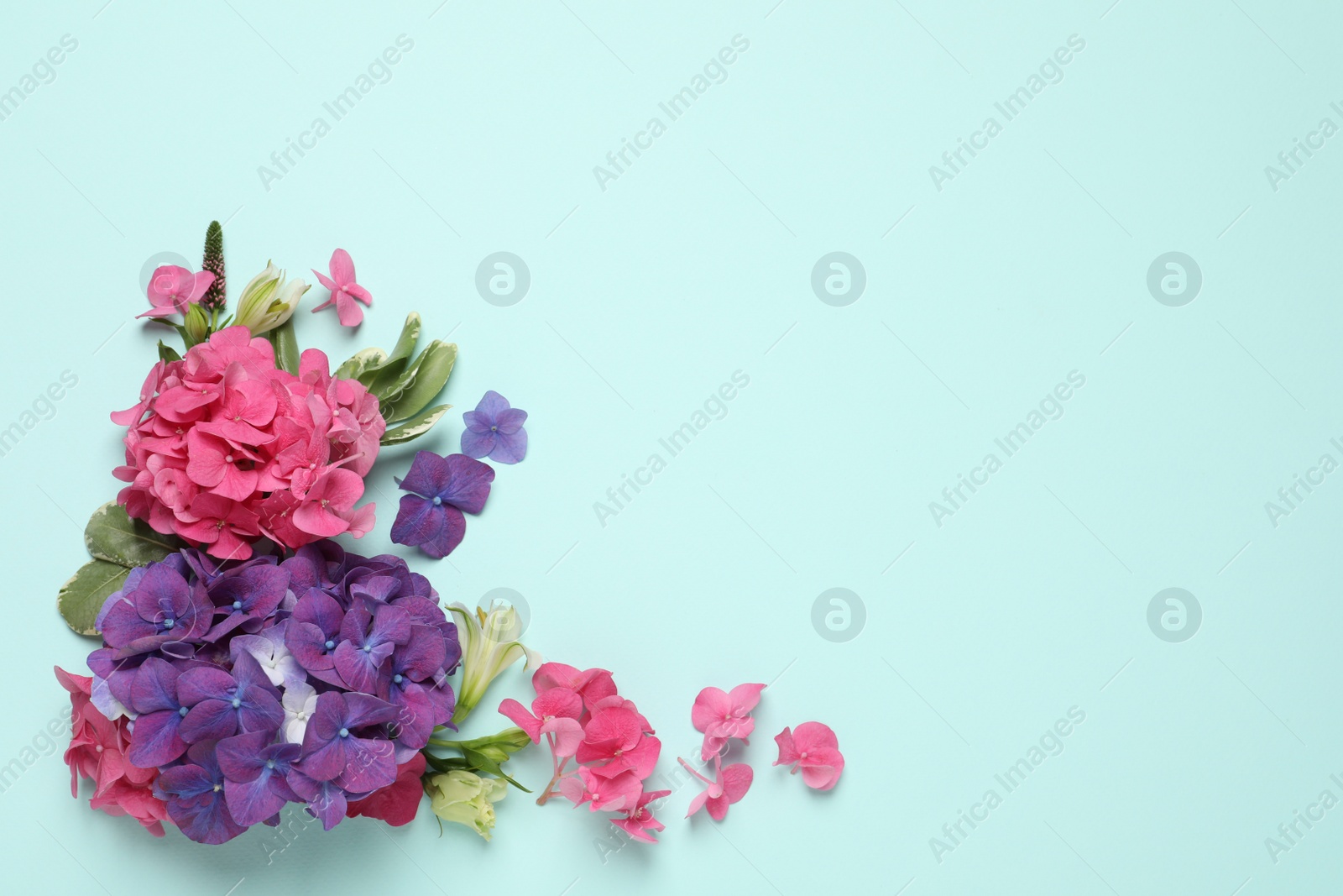 Beautiful hortensia flowers on turquoise background. Space for text Photo of Beautiful hortensia flowers on turquoise background. Space for text