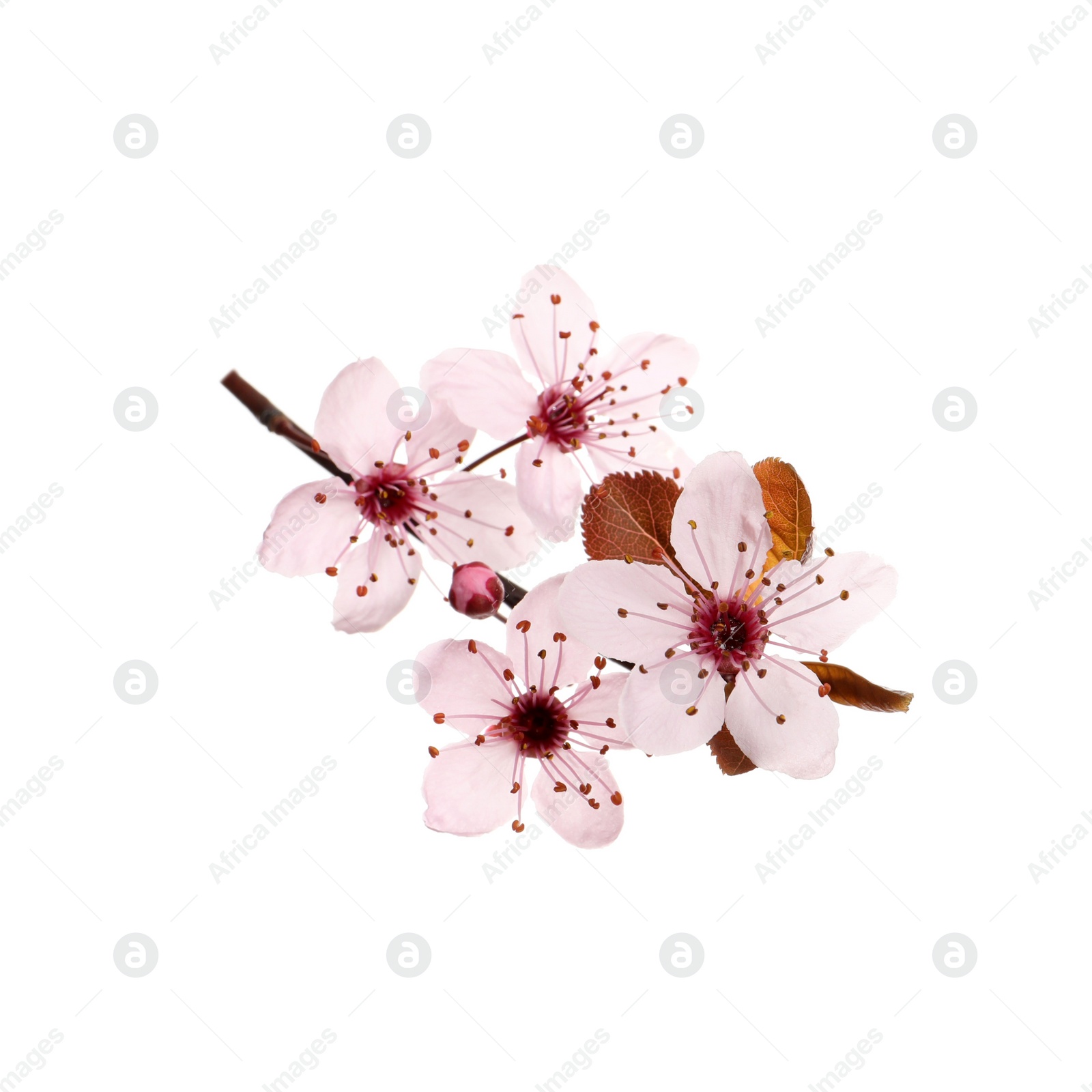 Beautiful pink cherry tree blossoms isolated on white Photo of Beautiful pink cherry tree blossoms isolated on white