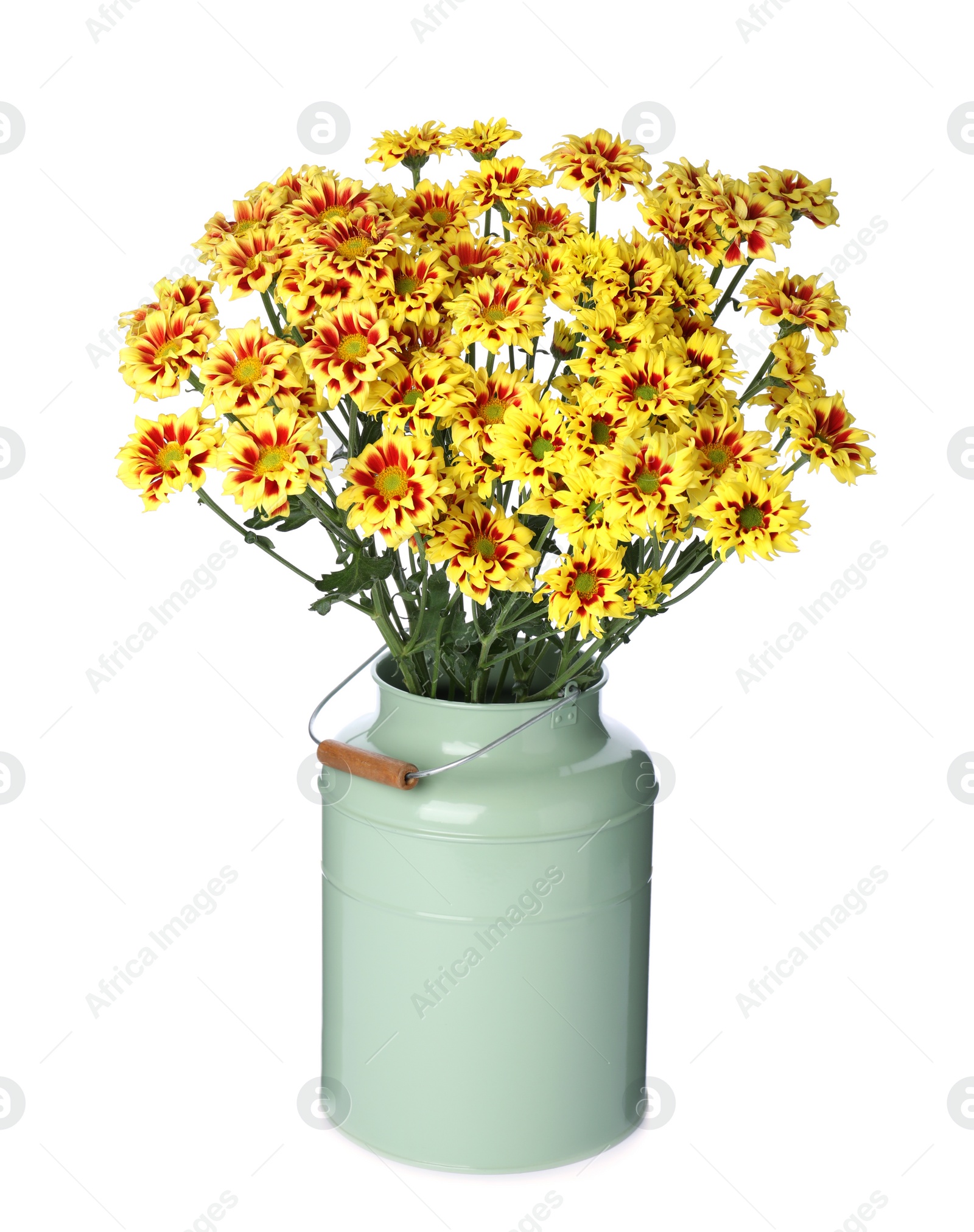 Vase with beautiful chrysanthemum flowers isolated on white Photo of Vase with beautiful chrysanthemum flowers isolated on white