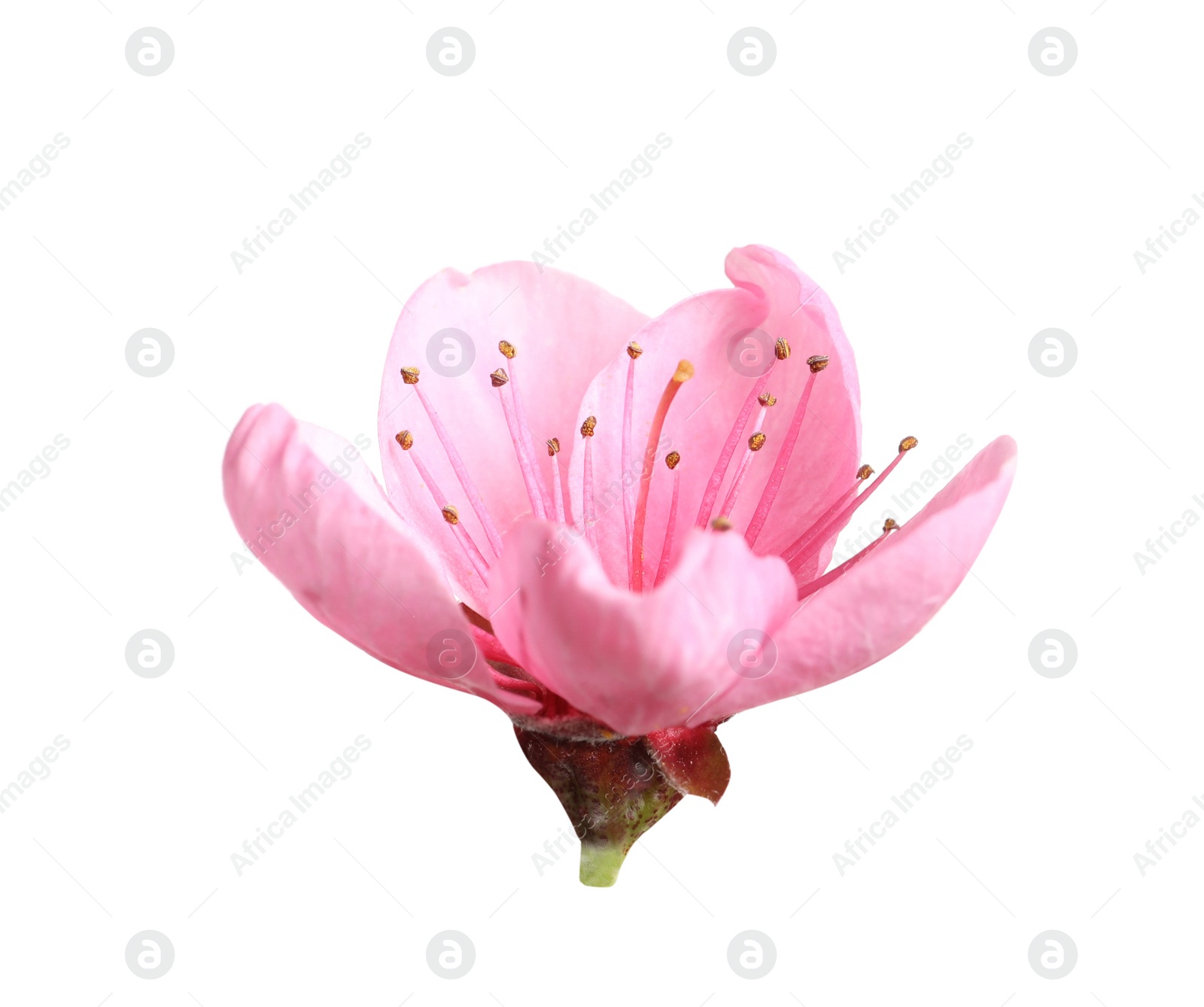 Photo of Beautiful sakura tree flower isolated on white