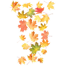 Image of Beautiful autumn leaves falling on white background