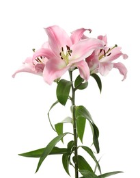 Beautiful lily plant with pink flowers isolated on white Photo of Beautiful lily plant with pink flowers isolated on white