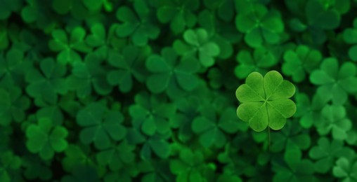 Beautiful fresh green clover leaves, top view. Banner design Image of Beautiful fresh green clover leaves, top view. Banner design