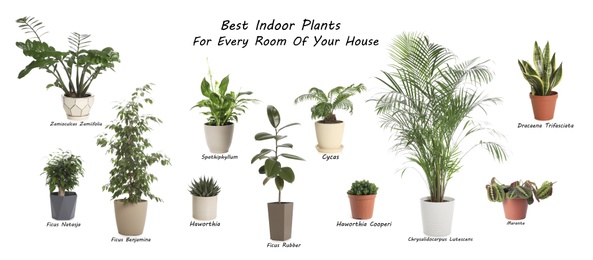 Set of best house plants on white background. Banner design Image of Set of best house plants on white background. Banner design