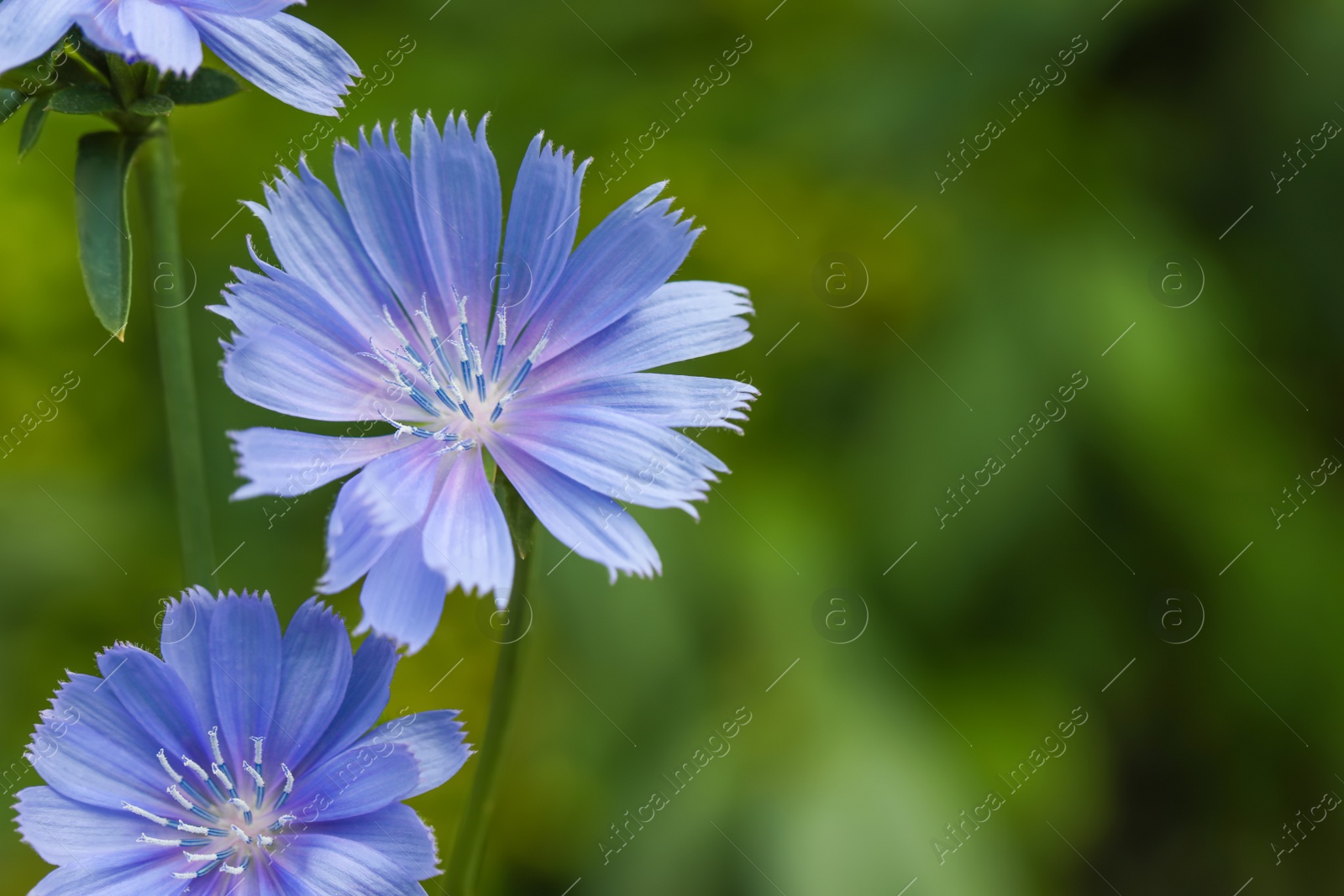 Beautiful blooming chicory flowers growing outdoors, closeup. Space for text Photo of Beautiful blooming chicory flowers growing outdoors, closeup. Space for text