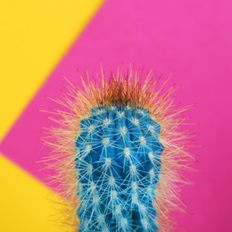 Beautiful bright cactus on color background, closeup Image of Beautiful bright cactus on color background, closeup
