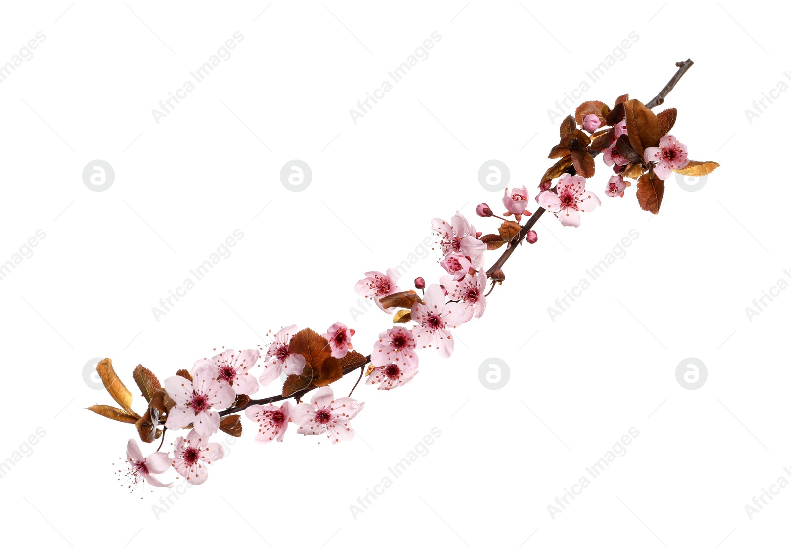 Cherry tree branch with beautiful pink blossoms isolated on white Photo of Cherry tree branch with beautiful pink blossoms isolated on white