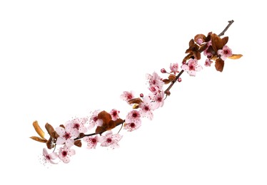 Photo of Cherry tree branch with beautiful pink blossoms isolated on white