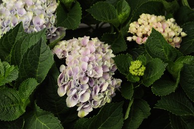 Beautiful hortensia plant with light flowers, closeup Photo of Beautiful hortensia plant with light flowers, closeup