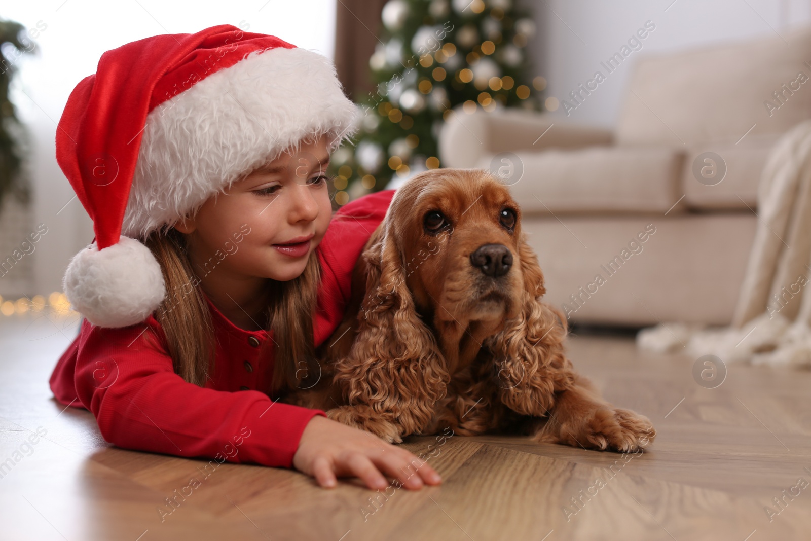 Photo of Cute little girl in Santa hat with English Cocker Spaniel at home. Christmas celebration