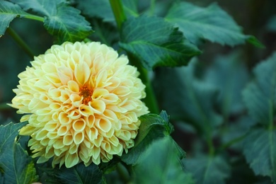 Beautiful blooming yellow dahlia flower in green garden, closeup. Space for text Photo of Beautiful blooming yellow dahlia flower in green garden, closeup. Space for text