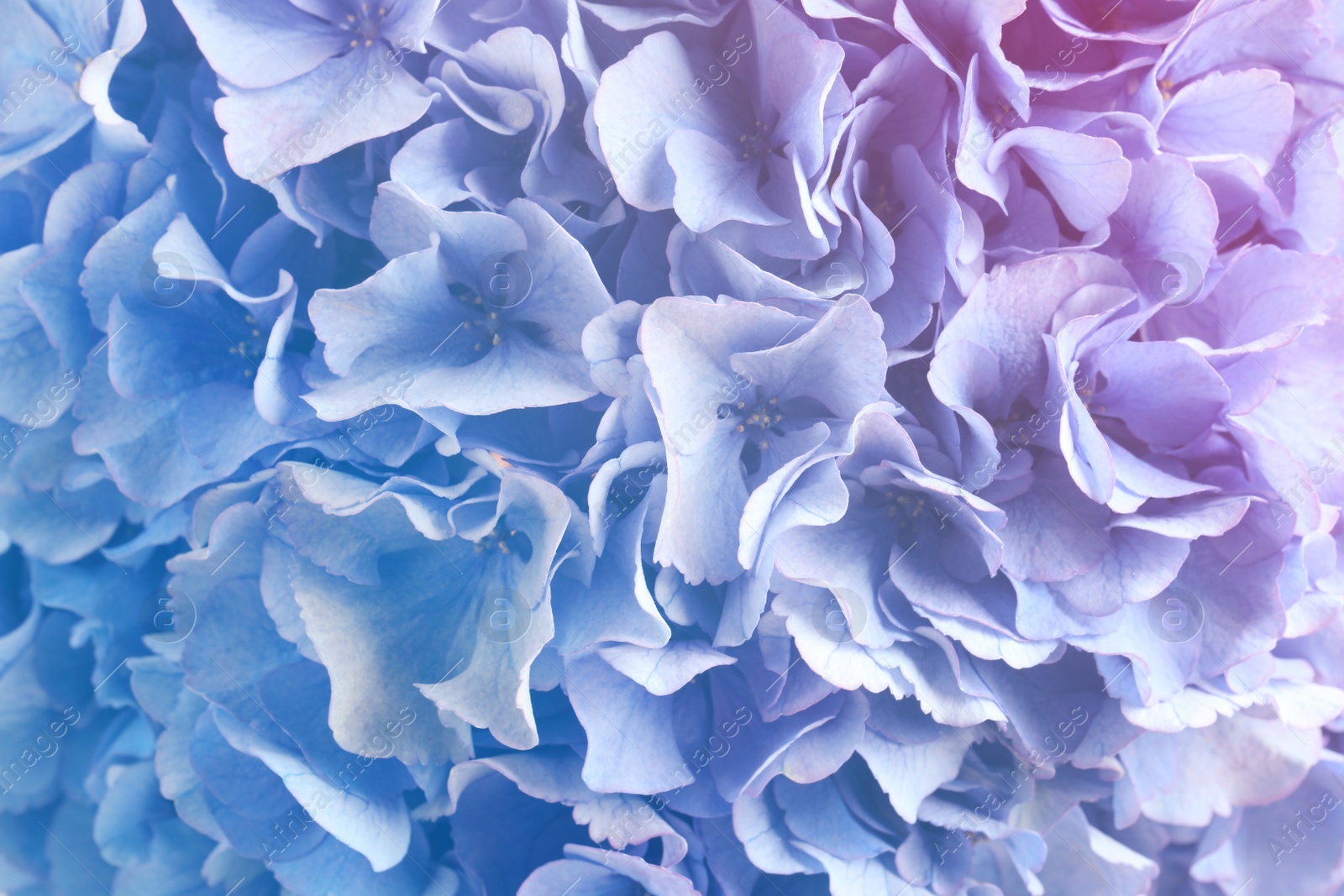 Hortensia plant with beautiful flowers, closeup. Toned in pastel colors Image of Hortensia plant with beautiful flowers, closeup. Toned in pastel colors