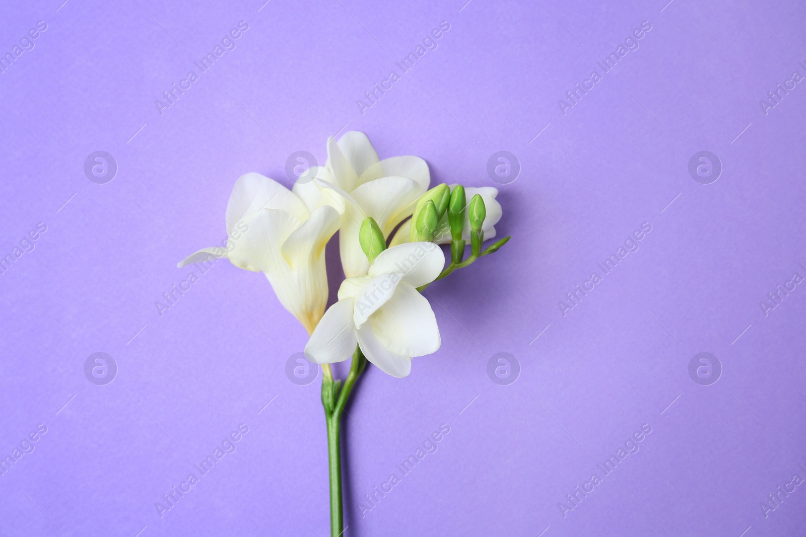 Beautiful freesia on color background Photo of Beautiful freesia on color background