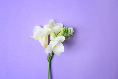 Beautiful freesia on color background Photo of Beautiful freesia on color background