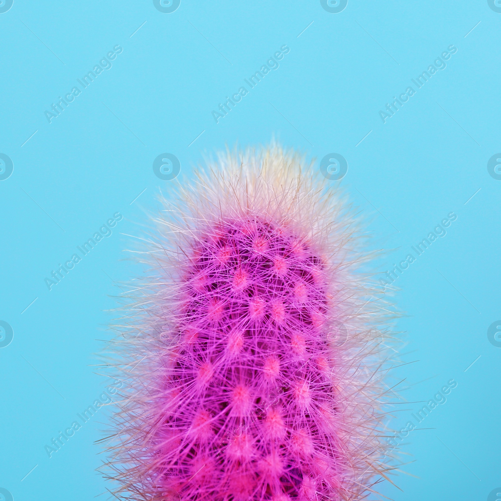 Beautiful bright cactus on light blue background, closeup Image of Beautiful bright cactus on light blue background, closeup
