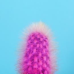 Beautiful bright cactus on light blue background, closeup Image of Beautiful bright cactus on light blue background, closeup