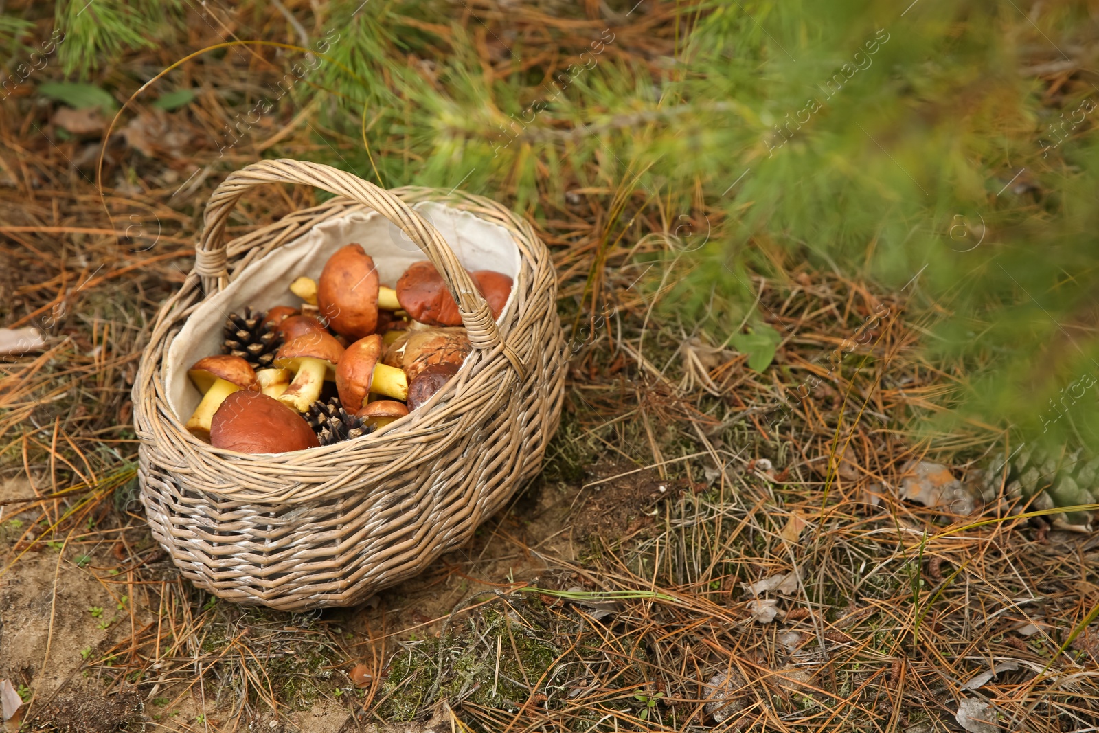 Photo of Basket full of fresh boletus mushrooms in forest