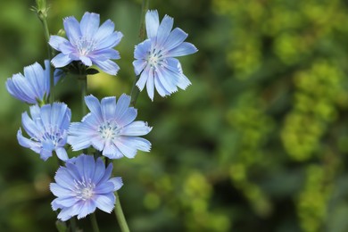 Beautiful blooming chicory flowers growing outdoors, closeup. Space for text Photo of Beautiful blooming chicory flowers growing outdoors, closeup. Space for text