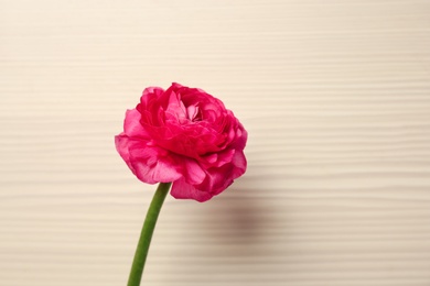 Beautiful ranunculus flower on wooden background Photo of Beautiful ranunculus flower on wooden background