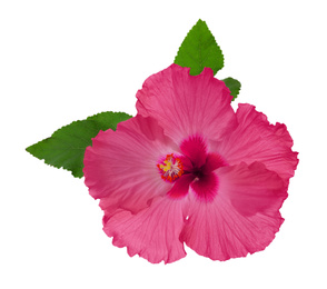 Beautiful tropical hibiscus flower isolated on white Image of Beautiful tropical hibiscus flower isolated on white