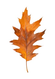 Beautiful leaf isolated on white. Autumn season Photo of Beautiful leaf isolated on white. Autumn season